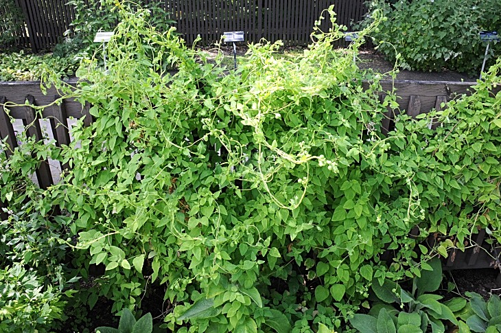 2016-7-25canadaherb 3843_01.JPG