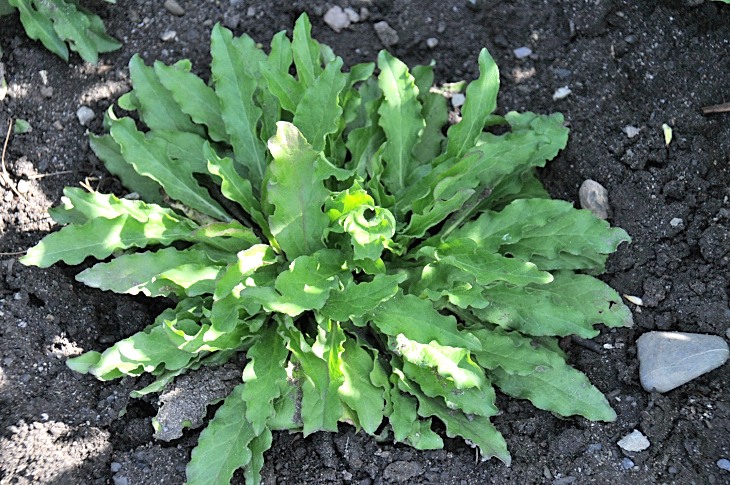 2016-7-25canadaherb 2965_01.JPG