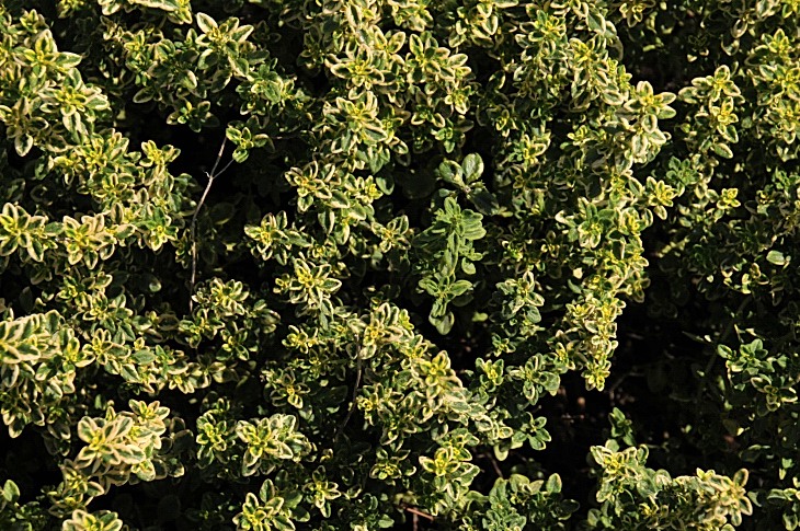 2016-7-25canadaherb 3059_01.JPG