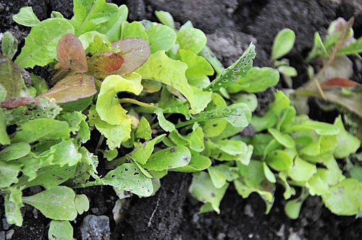 2016-7-25canadaherb 3415_01.JPG