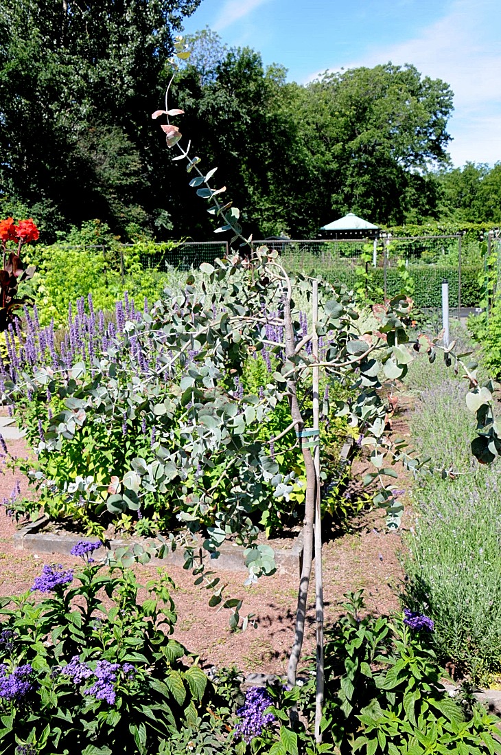 2016-7-25canadaherb 3391_01.JPG