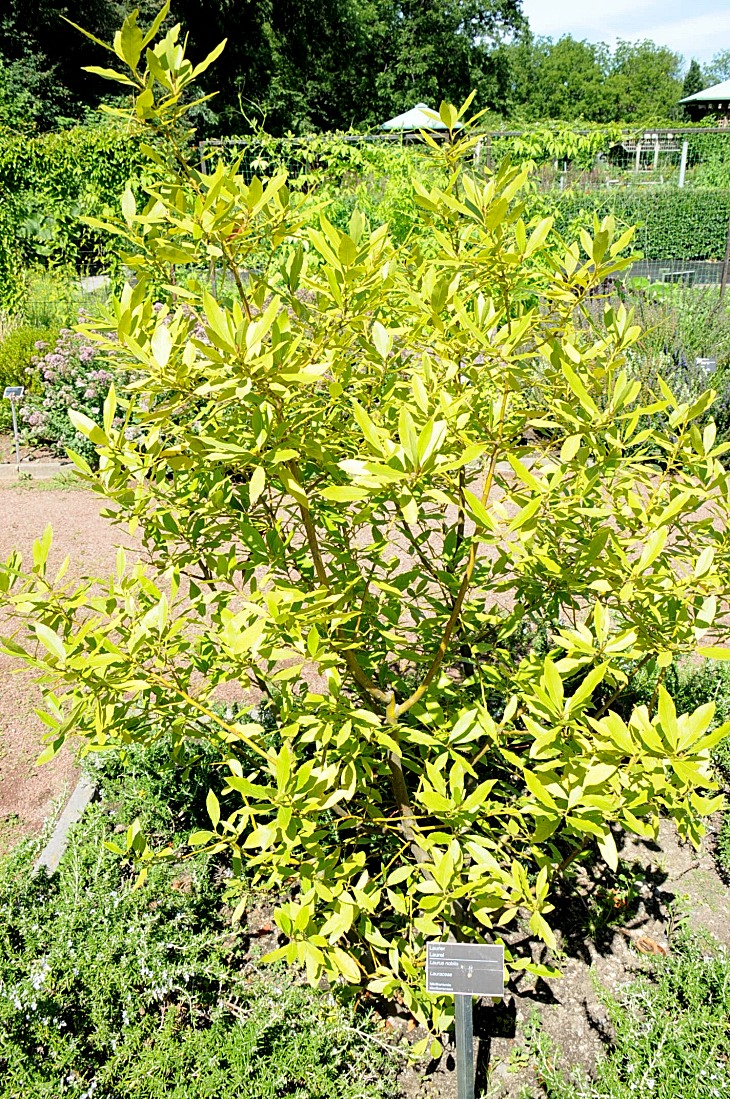 2016-7-25canadaherb 3367_01.JPG