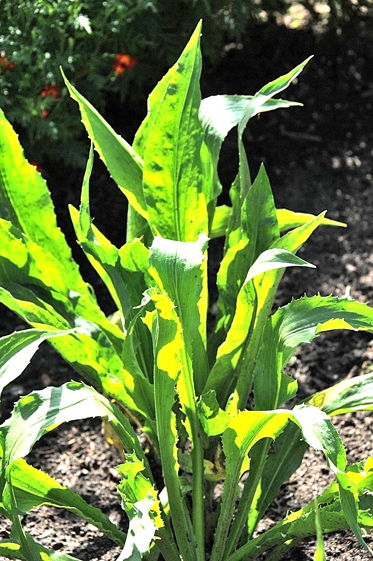 2016-7-25canadaherb 3215_01.JPG
