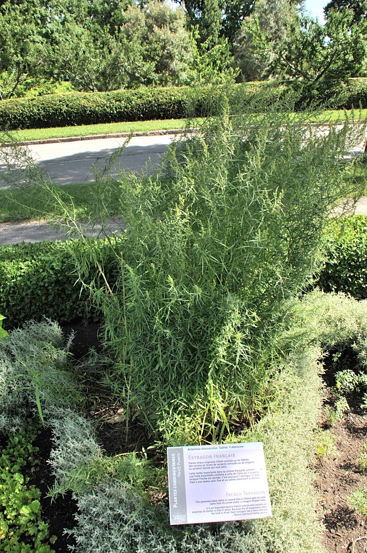 2016-7-25canadaherb 3125_01.JPG