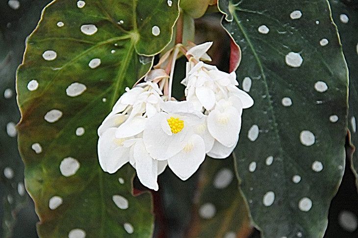 2016-7-25canadaherb 4276_01.JPG