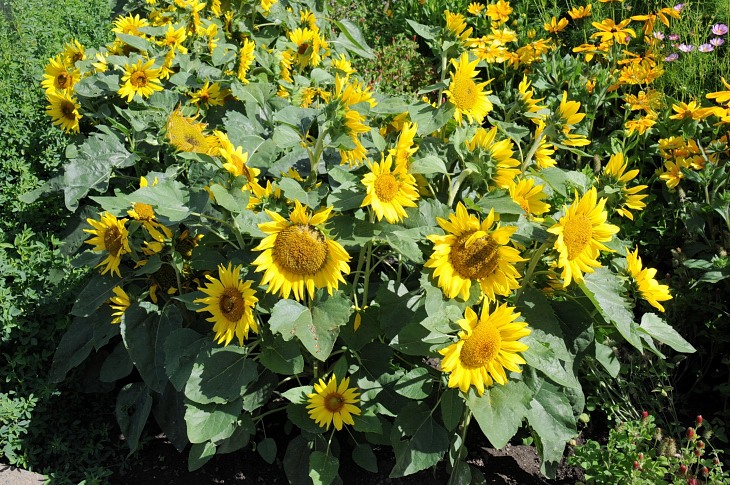 2016-7-25canadaherb 2933_01.JPG