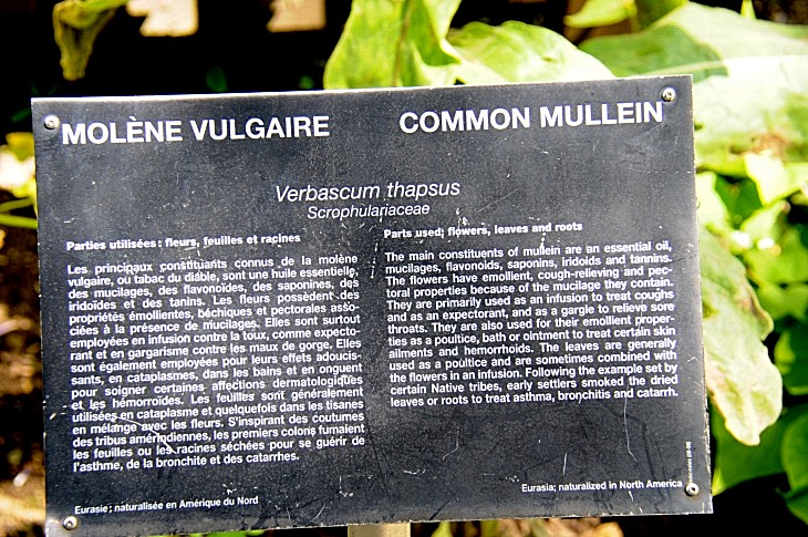 2016-7-25canadaherb 3877_01.JPG