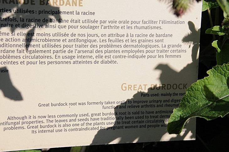 2016-7-25canadaherb 3803_01.JPG