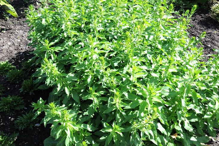 2016-7-25canadaherb 2963_01.JPG