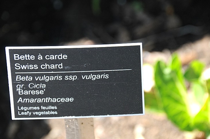 2016-7-25canadaherb 3233_01.JPG