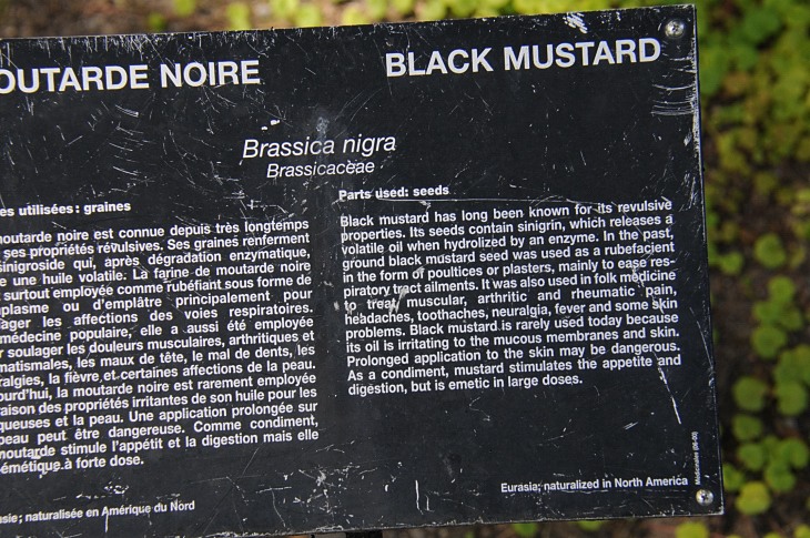2016-7-25canadaherb 3899_01.JPG