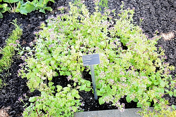 2016-7-25canadaherb 3402_01.JPG