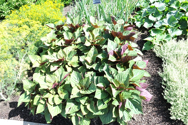 2016-7-25canadaherb 2977_01.JPG