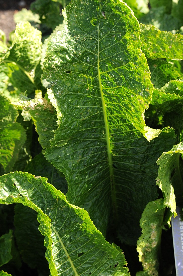 2016-7-25canadaherb 3065_01.JPG