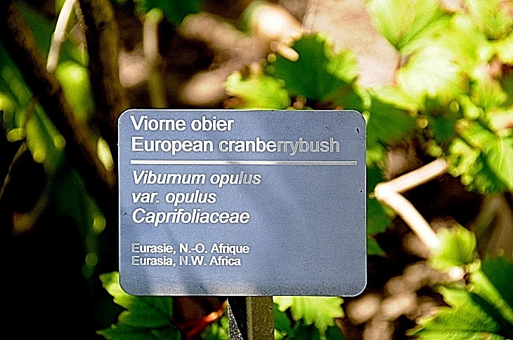 2016-7-25canadaherb 3906_01.JPG