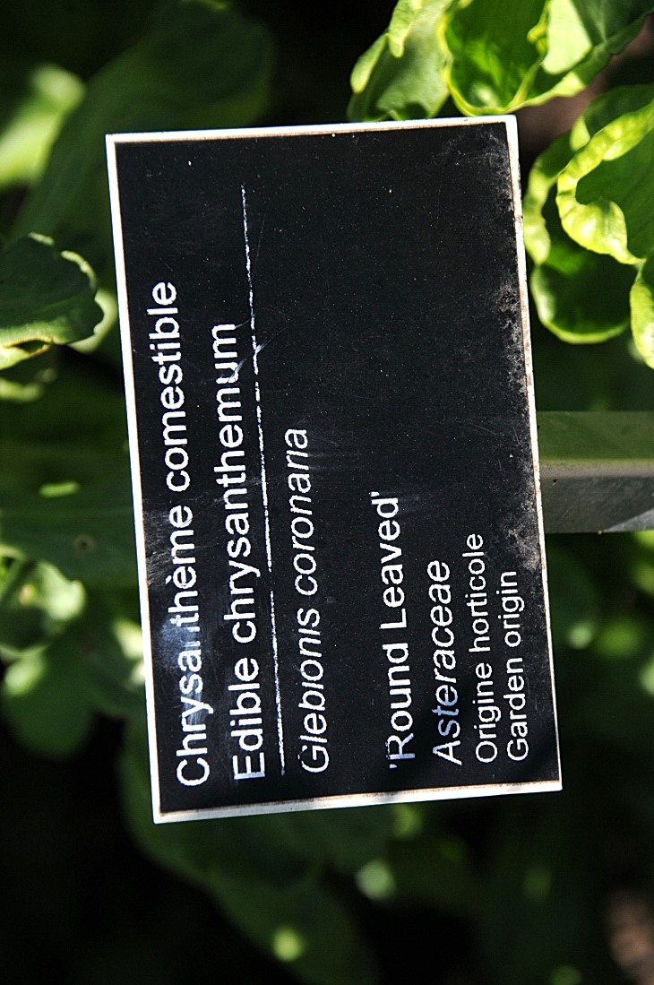2016-7-25canadaherb 3294_01.JPG