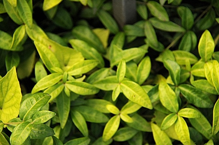 2016-7-25canadaherb 3919_01.JPG