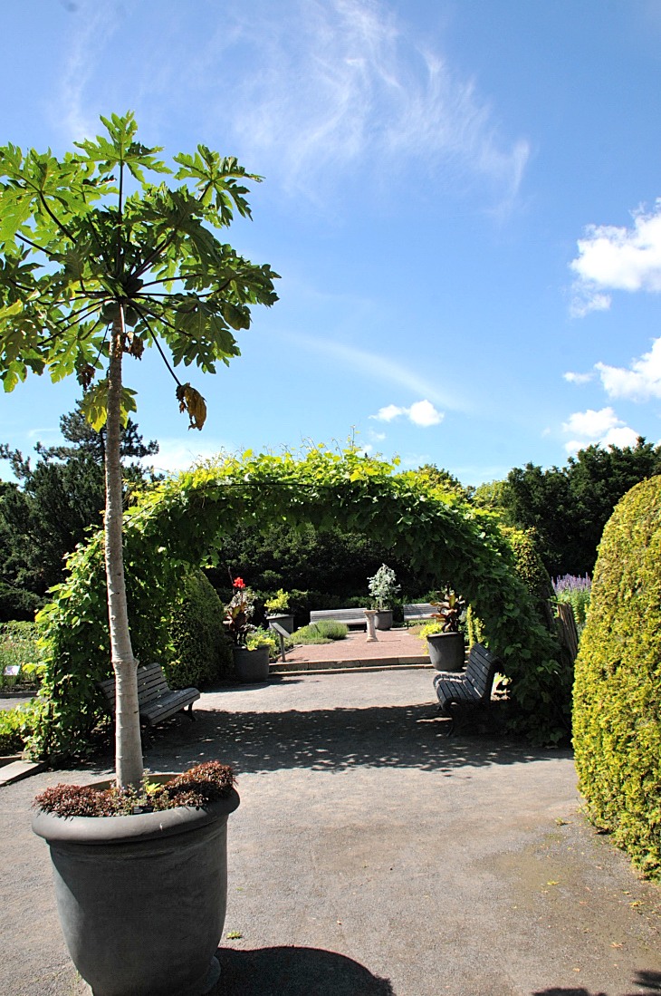 2016-7-25canadaherb 3458_01.JPG