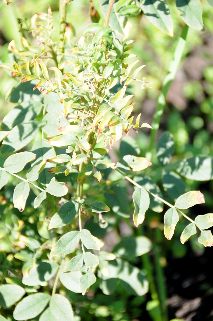 2016-7-25canadaherb 3357_01.JPG