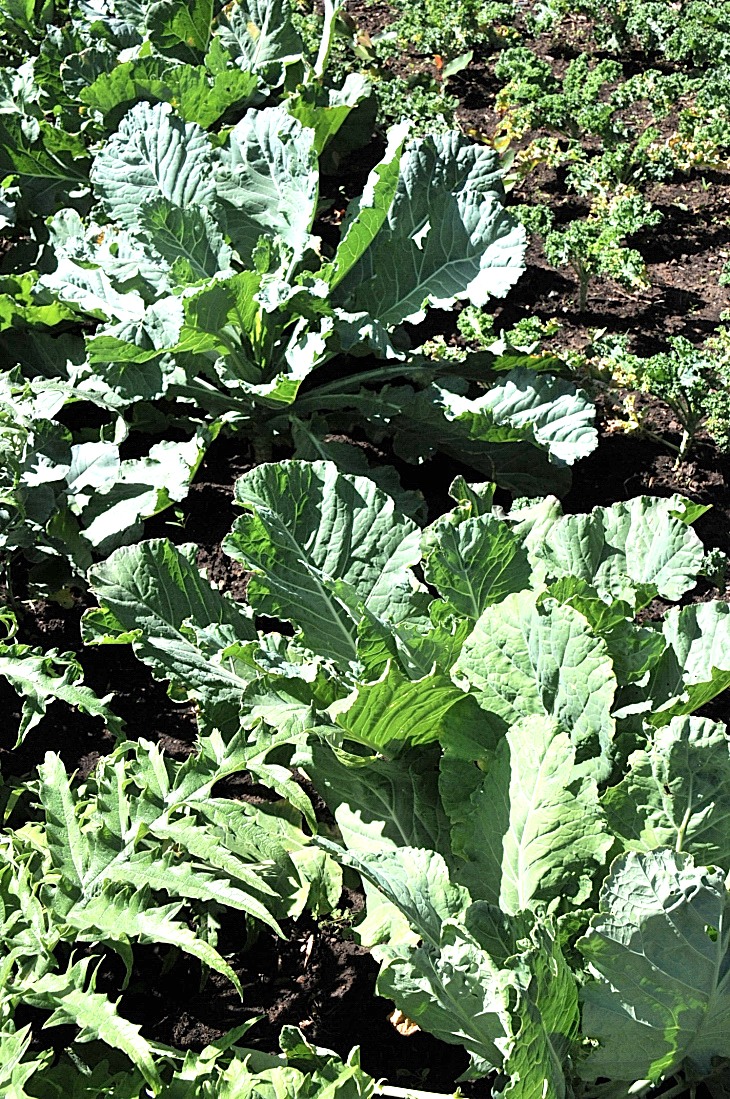 2016-7-25canadaherb 3225_01.JPG