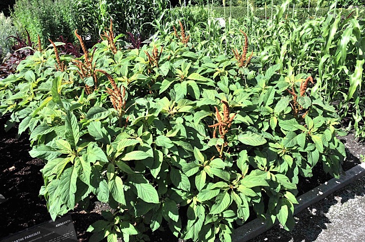 2016-7-25canadaherb 2989_01.JPG