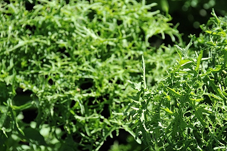 2016-7-25canadaherb 3330_01.JPG
