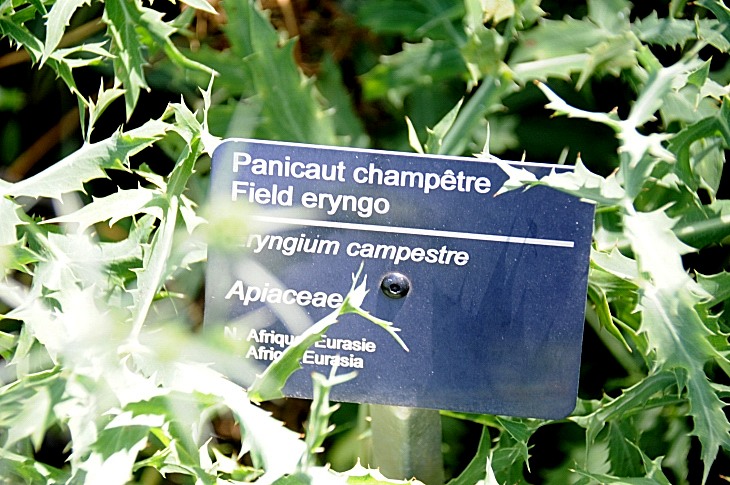2016-7-25canadaherb 3937_01.JPG