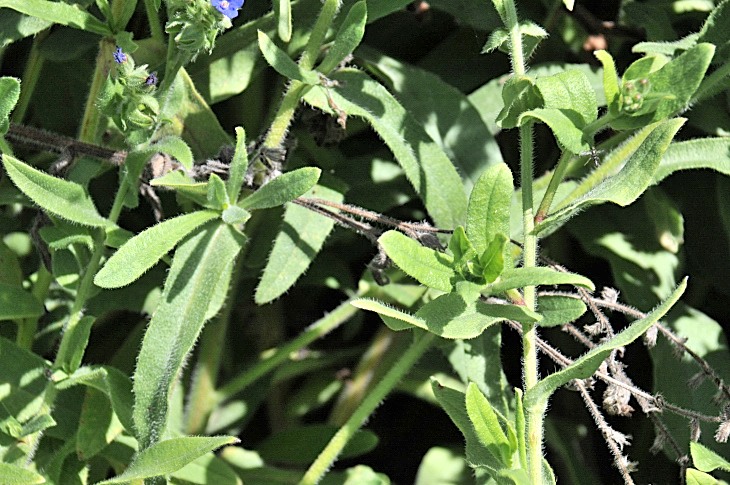 2016-7-25canadaherb 3550_01.JPG