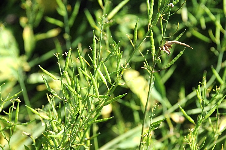 2016-7-25canadaherb 3273_01.JPG