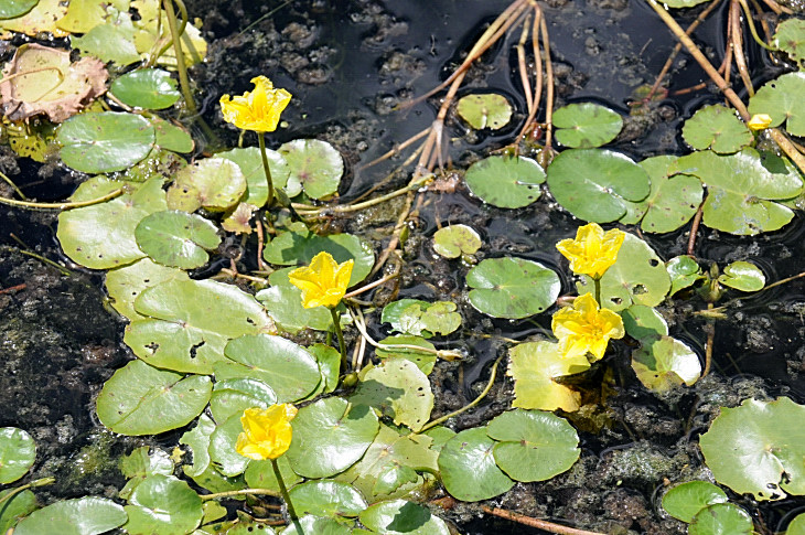 2016-7-25canadaherb 4216_01.JPG
