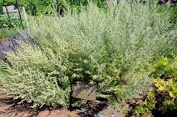 2016-7-25canadaherb 3361_01.JPG