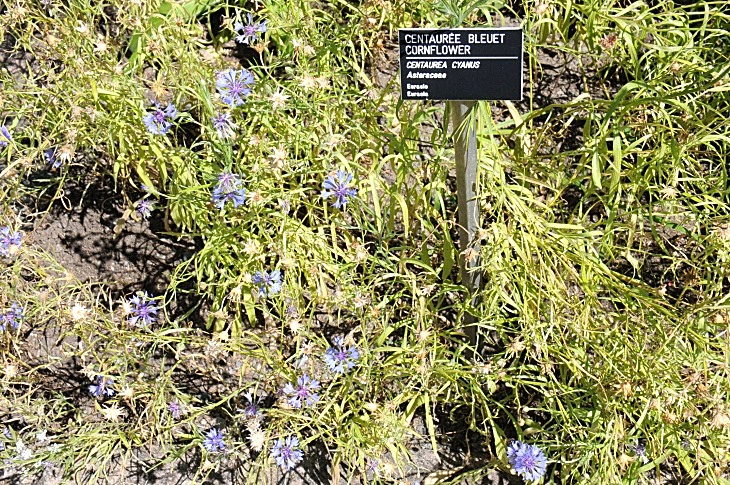 2016-7-25canadaherb 3968_01.JPG