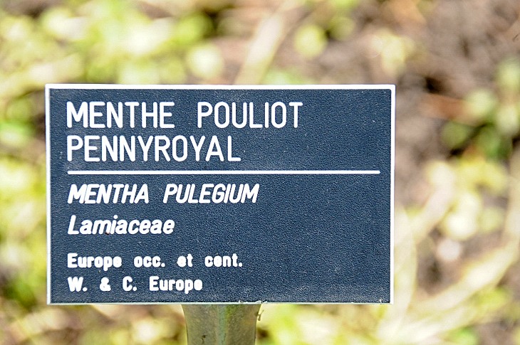 2016-7-25canadaherb 4037_01.JPG