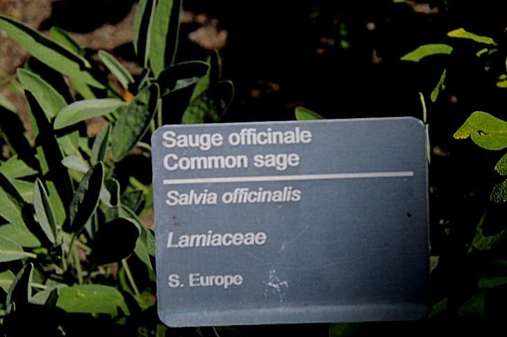 2016-7-25canadaherb 3959_01.JPG