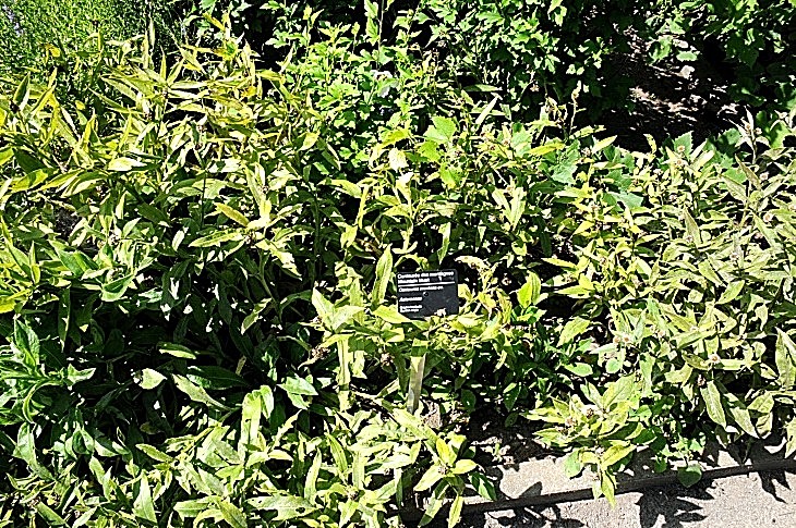 2016-7-25canadaherb 3211_01.JPG