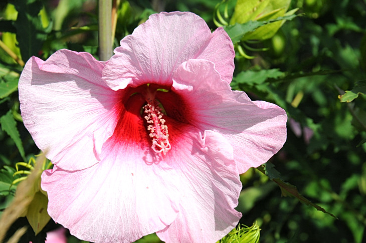 2016-7-25canadaherb 2913_01.JPG