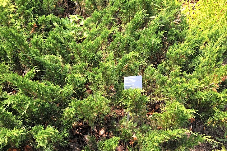 2016-7-25canadaherb 3914_01.JPG