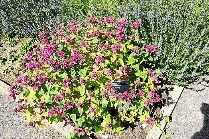 2016-7-25canadaherb 3208_01.JPG