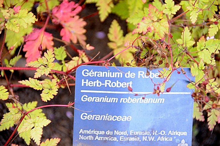 2016-7-25canadaherb 3931_01.JPG