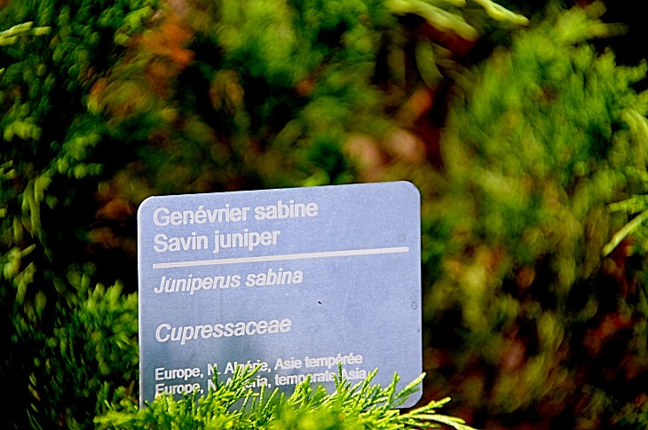 2016-7-25canadaherb 3913_01.JPG