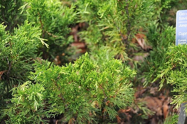 2016-7-25canadaherb 3915_01.JPG