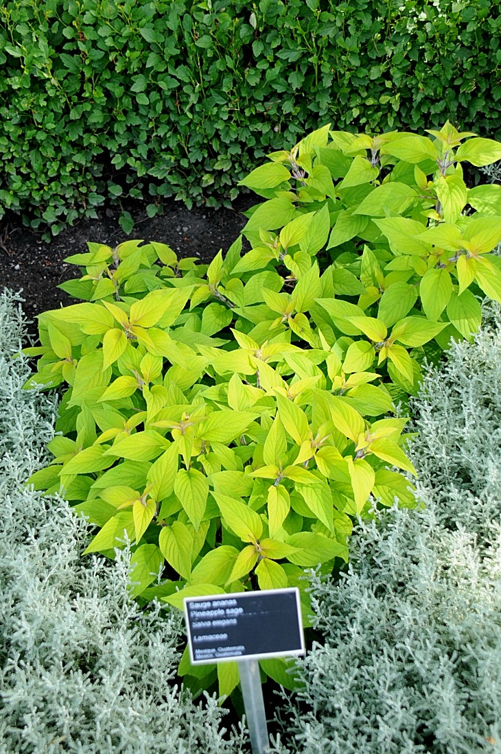 2016-7-25canadaherb 3131_01.JPG