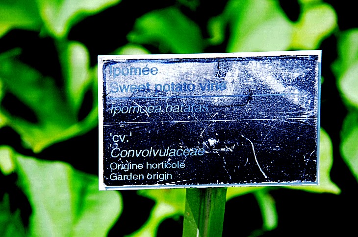 2016-7-25canadaherb 3662_01.JPG