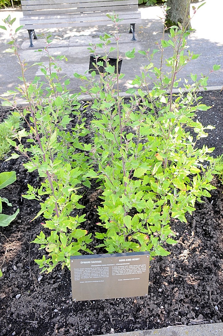 2016-7-25canadaherb 3452_01.JPG