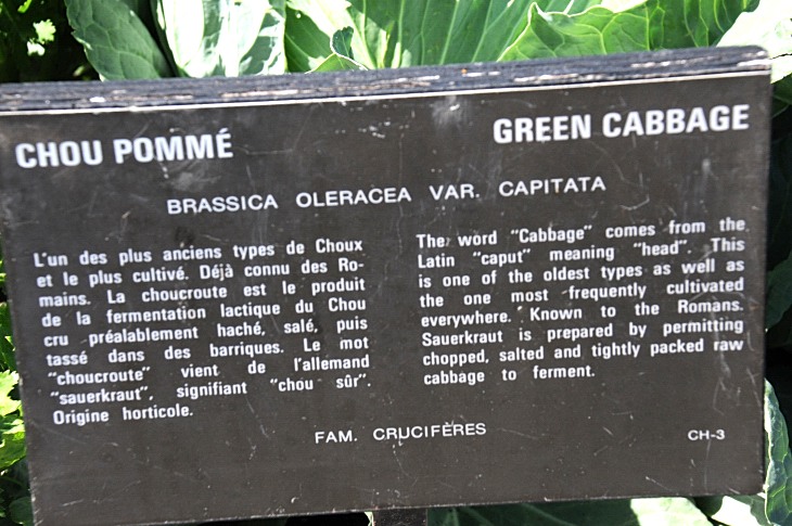 2016-7-25canadaherb 3255_01.JPG