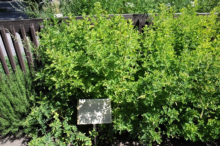 2016-7-25canadaherb 3848_01.JPG