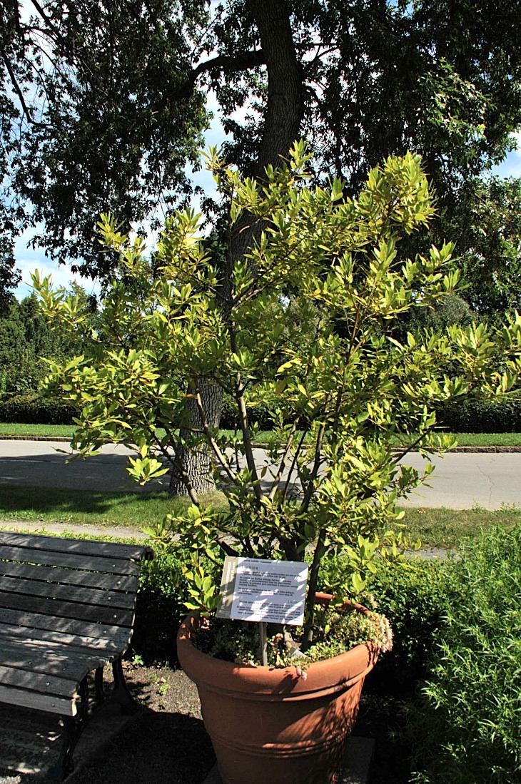 2016-7-25canadaherb 3119_01.JPG