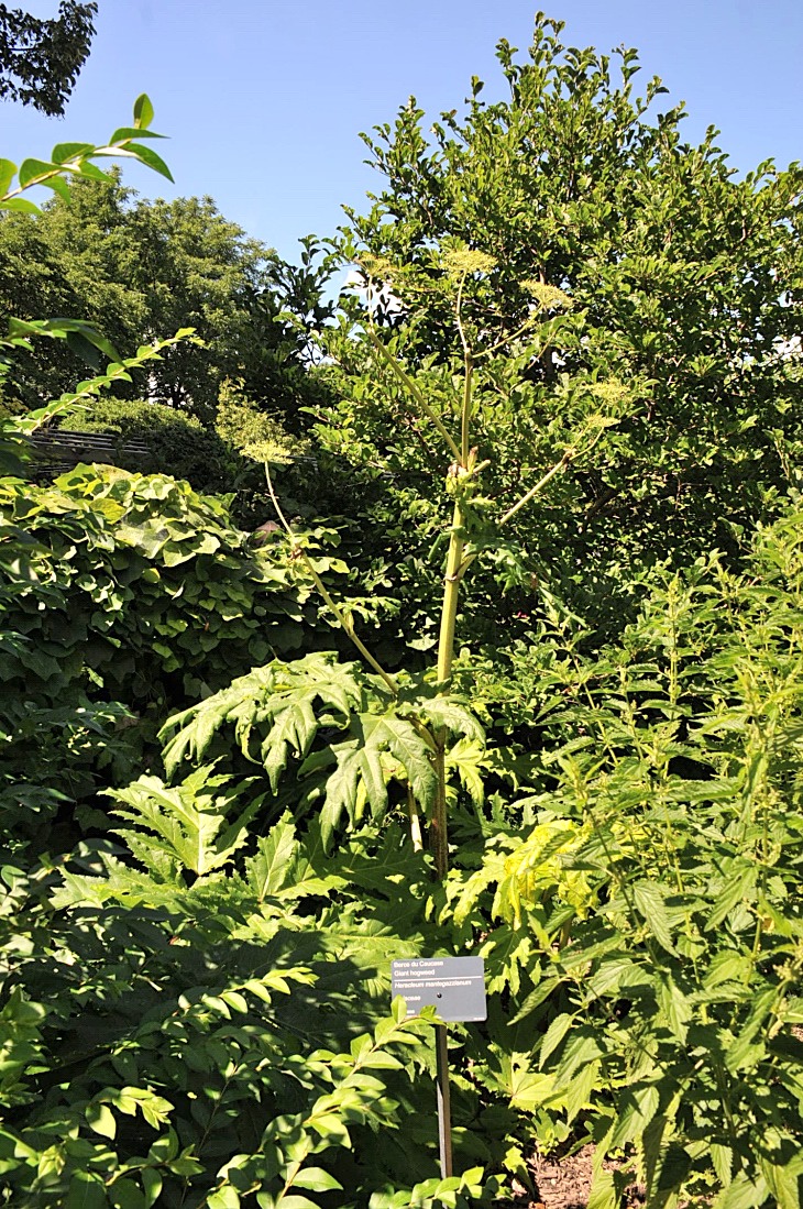 2016-7-25canadaherb 4113_01.JPG