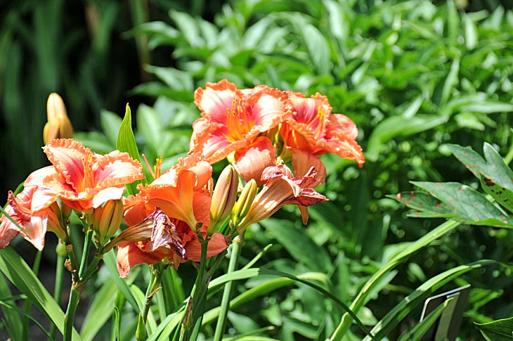 2016-7-25canadaherb 4141_01.JPG
