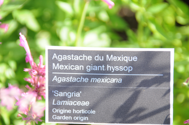 2016-7-25canadaherb 3072_01.JPG